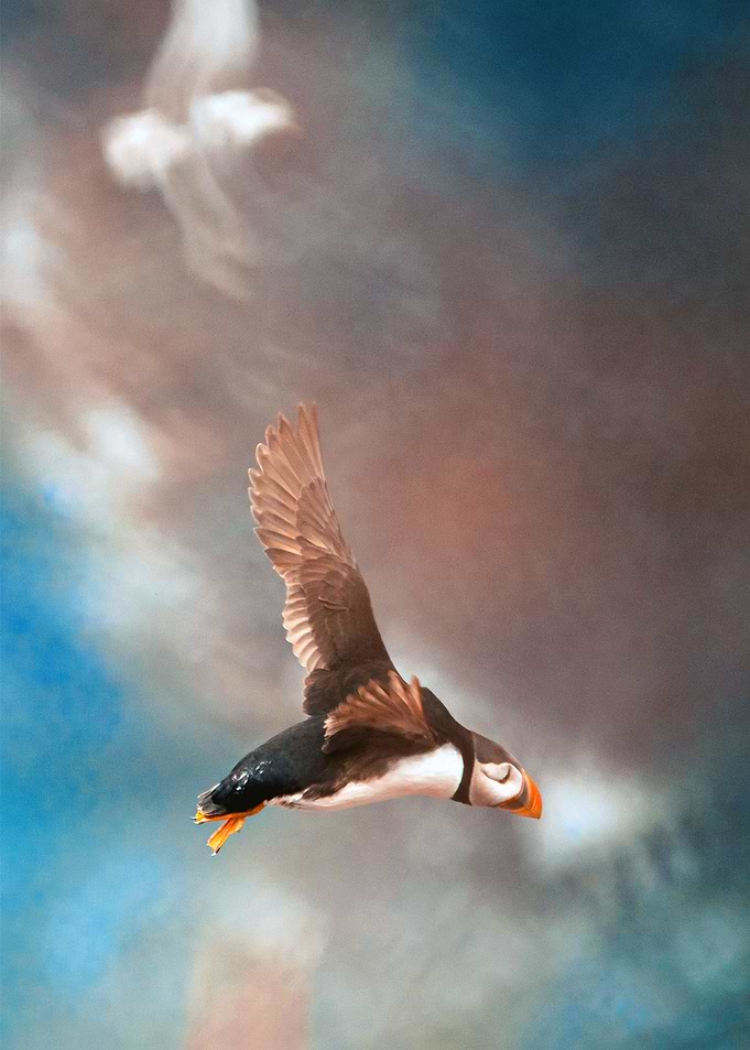 Puffin Flies With Ghosts