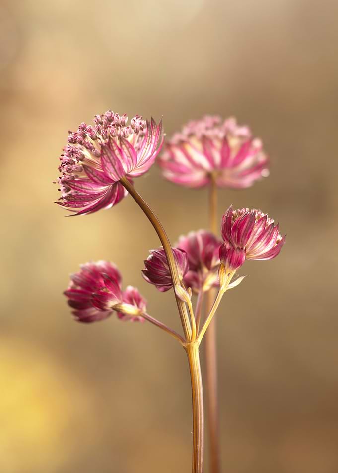Spring flowers