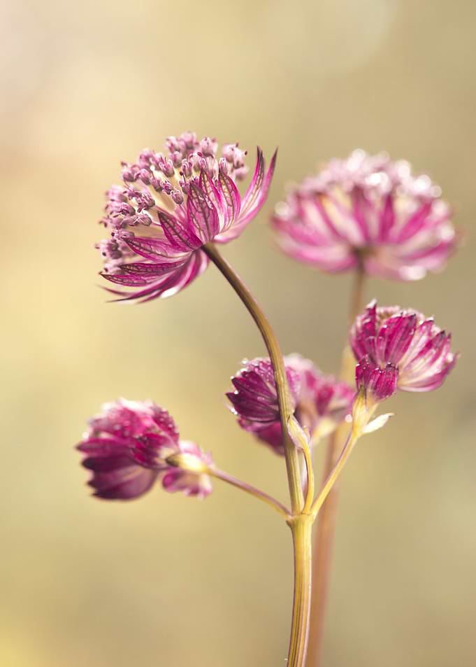 Spring flowers