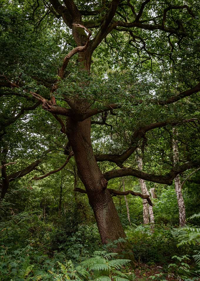 Tall Forest Tree
