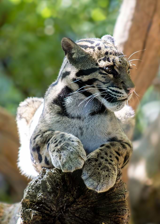 Clouded Leopard