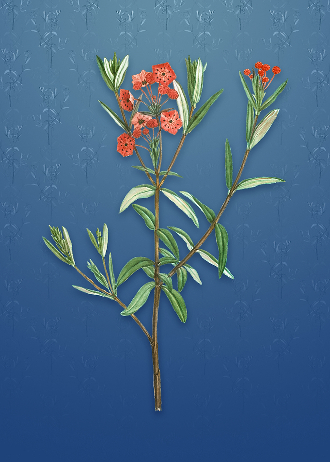 Vintage Bog Laurel Bloom