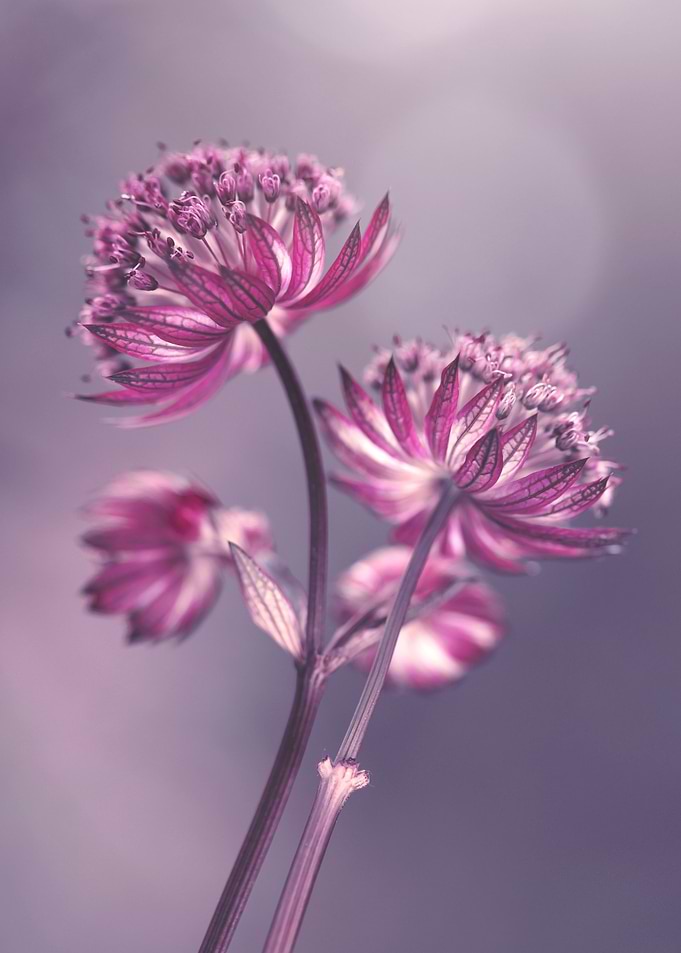 Purple flowers
