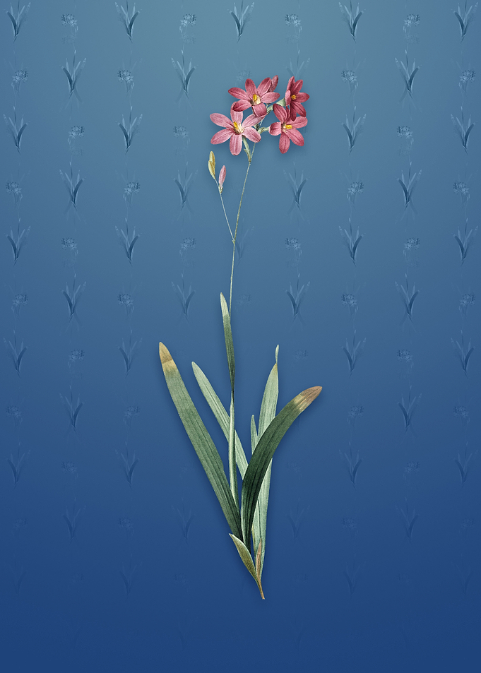 Corn Lily on Bahama Blue