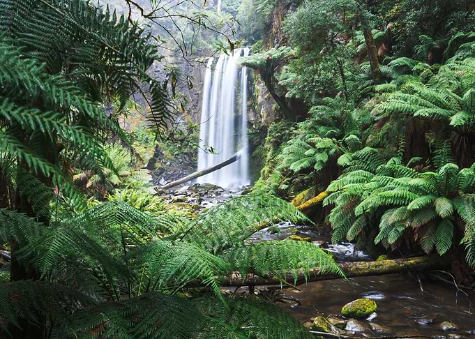 Waterfall and forest