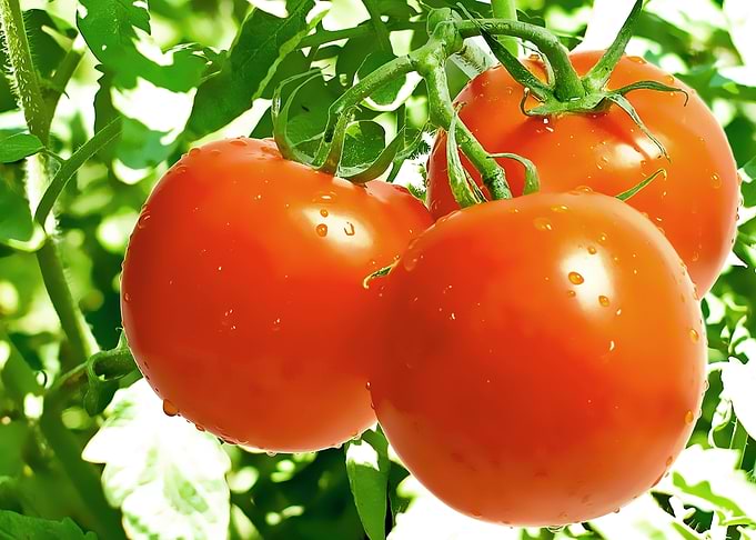 fresh fruits