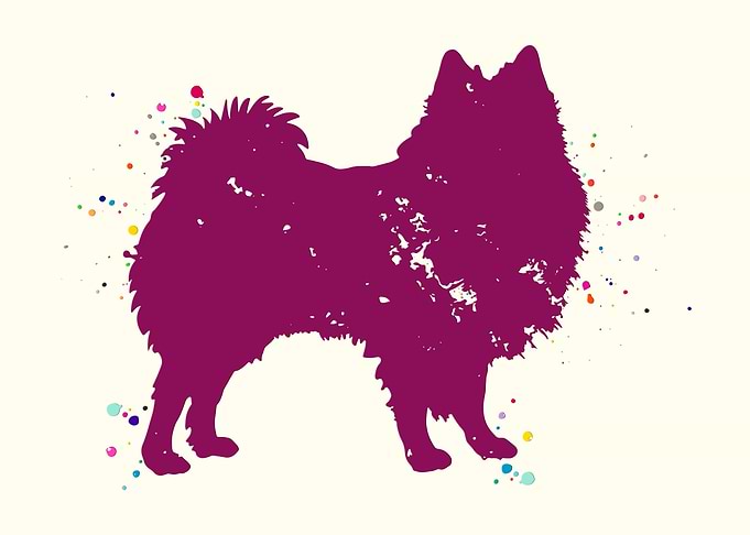 American Eskimo Dog