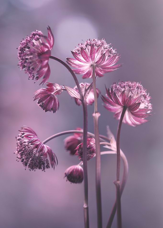 Purple flowers