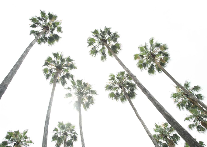 Under the Palm Trees