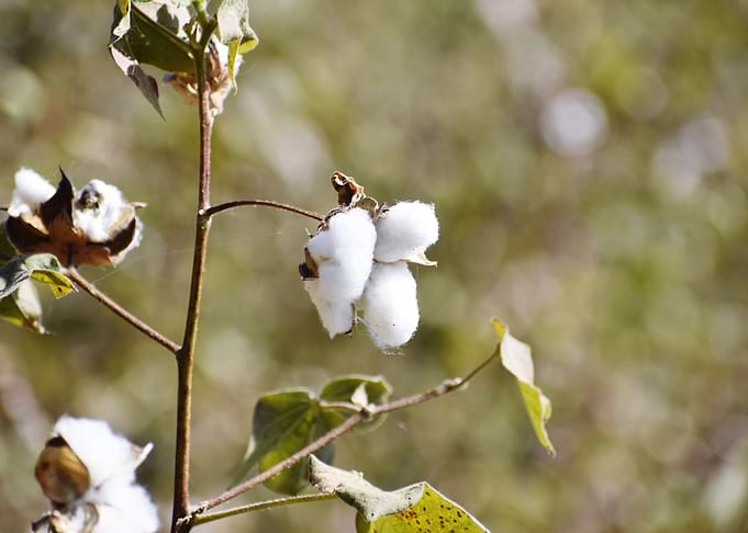 Cultivation of cotton