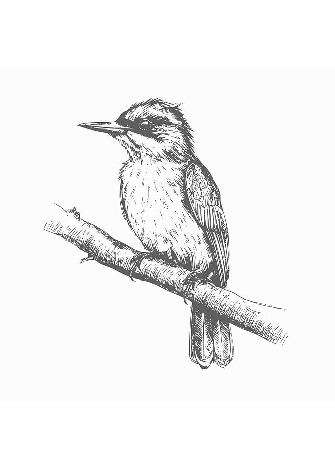 Sketch of bird hand draw