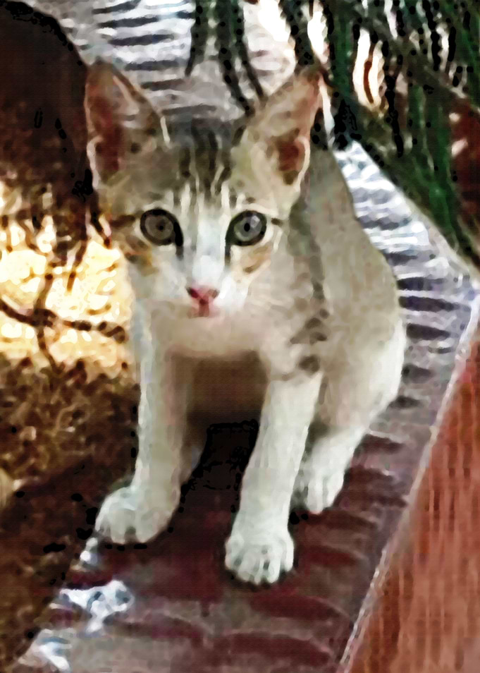 Pet Cat KItten