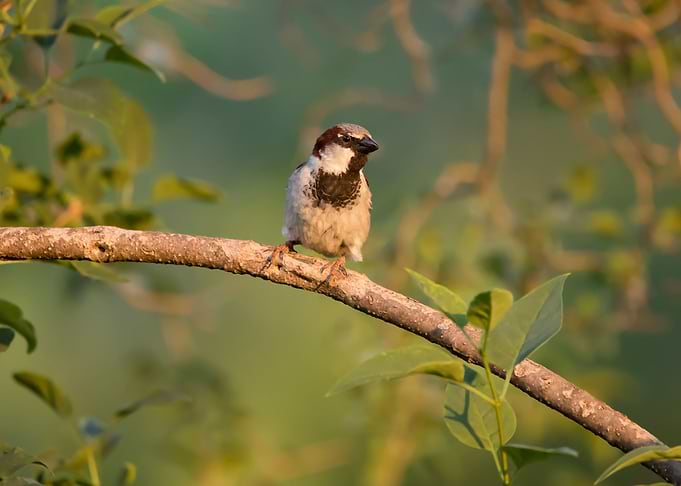 House sparrow in a tree