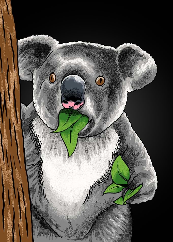 Surprised Koala Meme