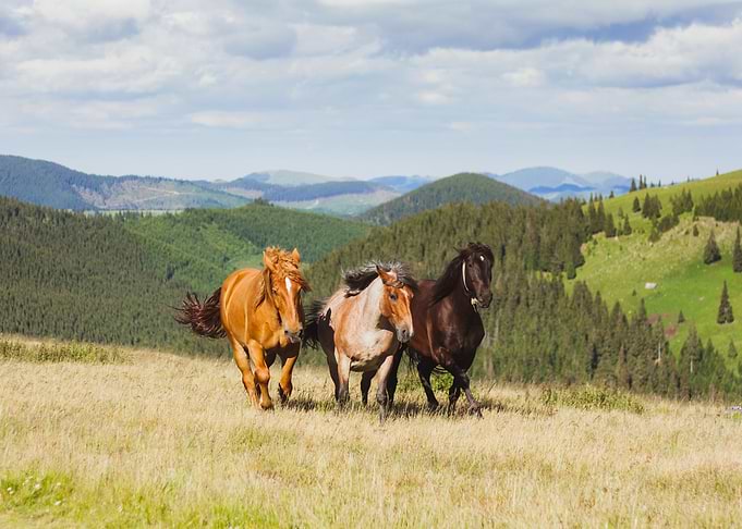 Horse