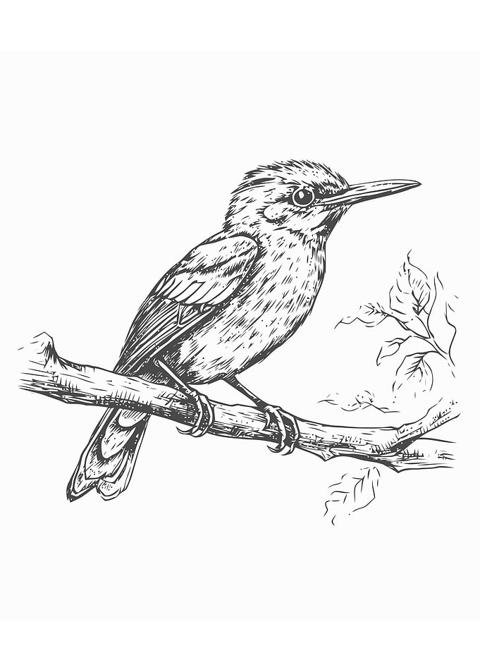 Sketch of bird hand draw