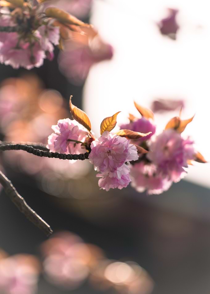 sakura flower