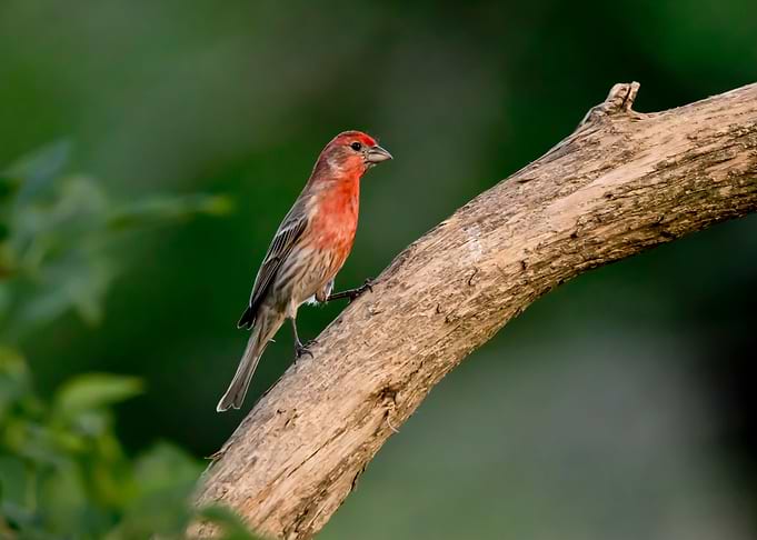 Male house finch perching