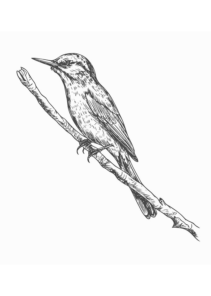 Sketch of bird hand draw
