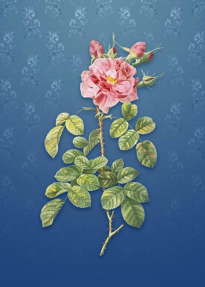 Four Seasons Rose in Bloom