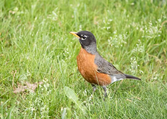 Curious robin