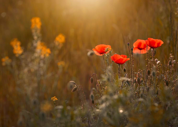 Red poppies