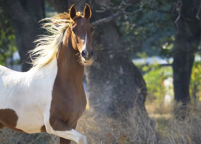 Horse