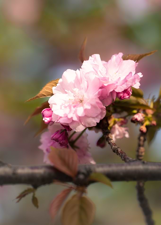 sakura flower