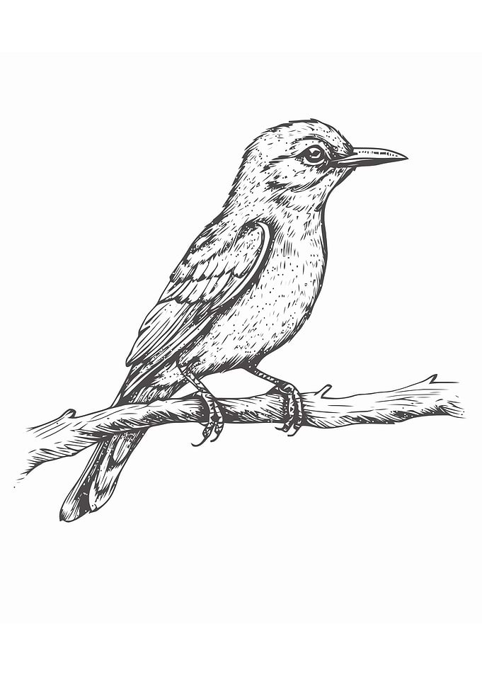 Sketch of bird hand draw