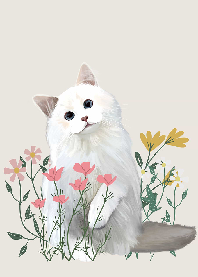 Fluffy White Cat