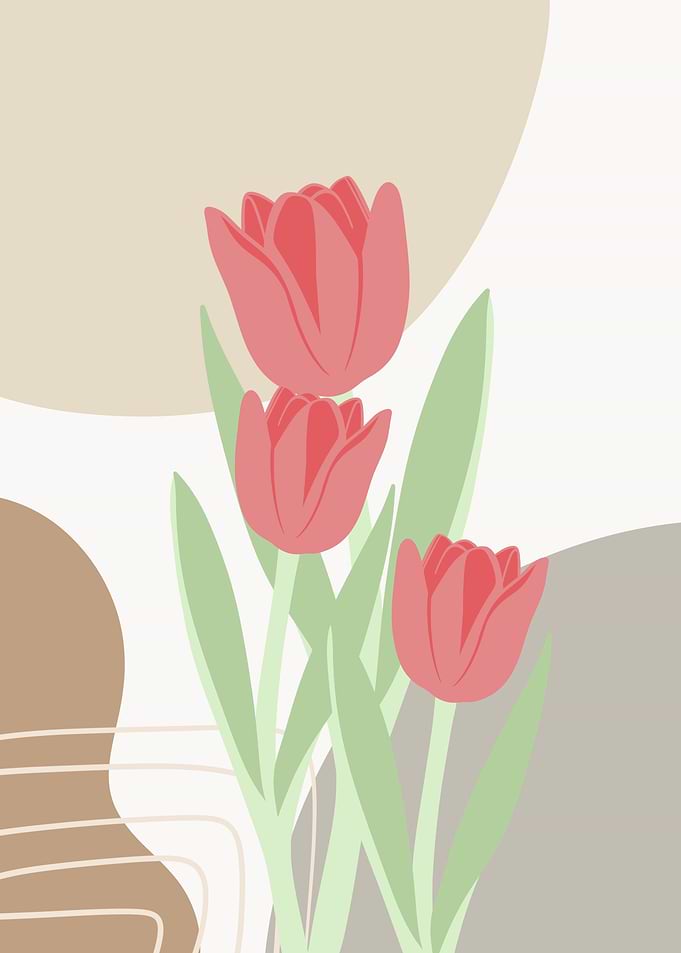 Tulip Flowers