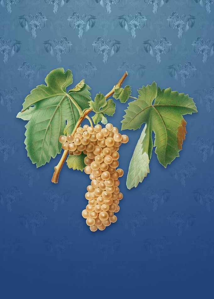 Vintage Trebbiano Grapes