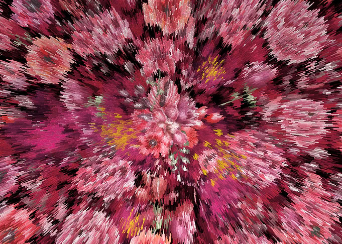 Viva magwenta floral