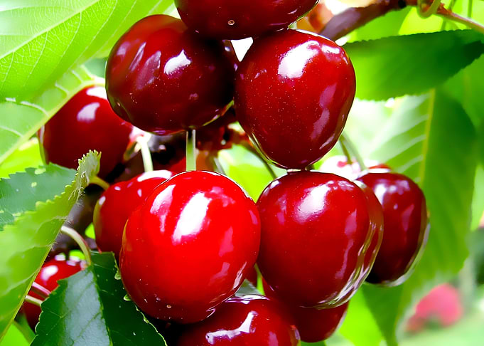 fresh fruit