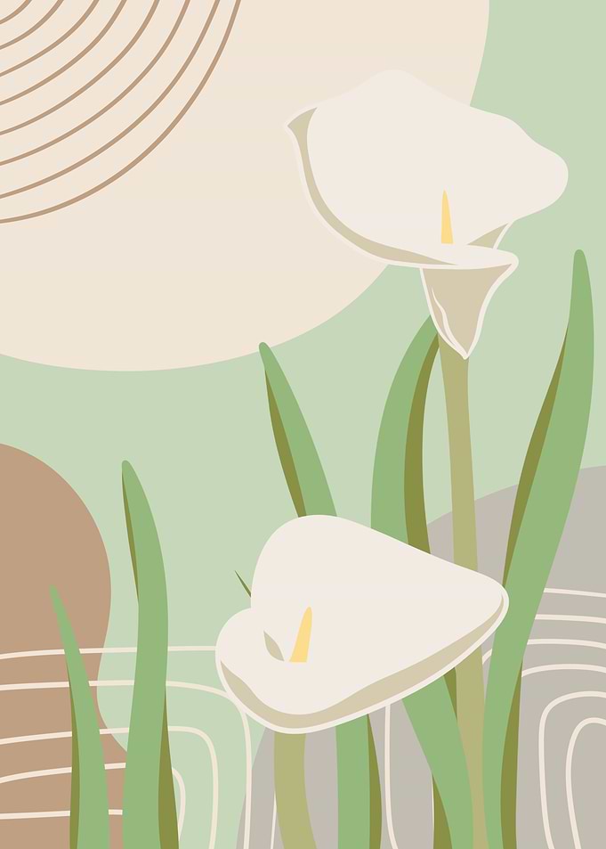 Lily Flowers