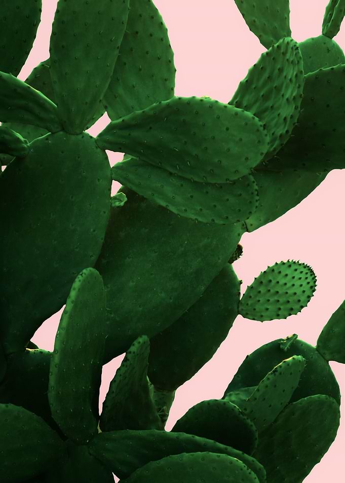 Green cactus on pink