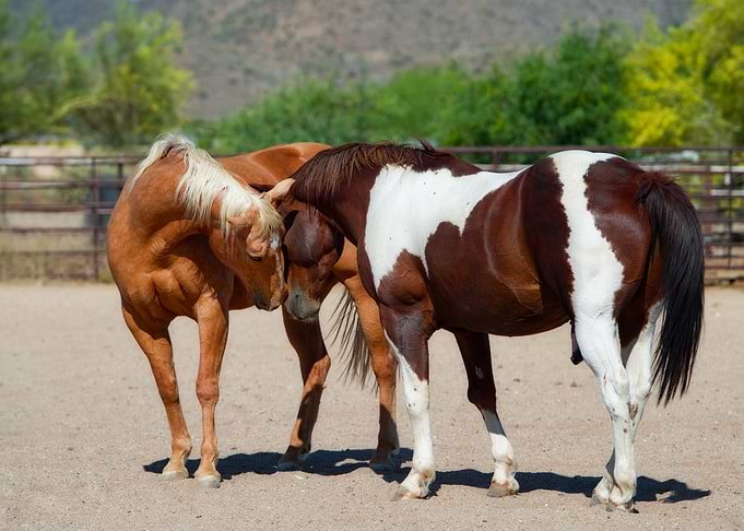 Horse