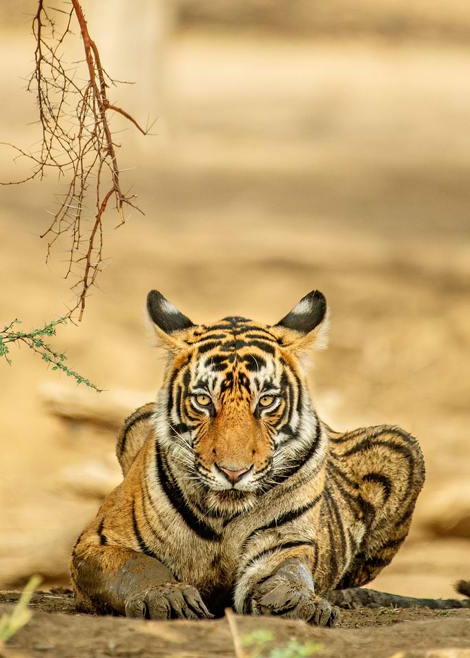 TIGER