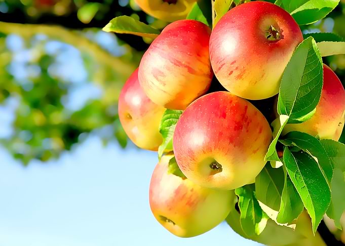 fresh fruit
