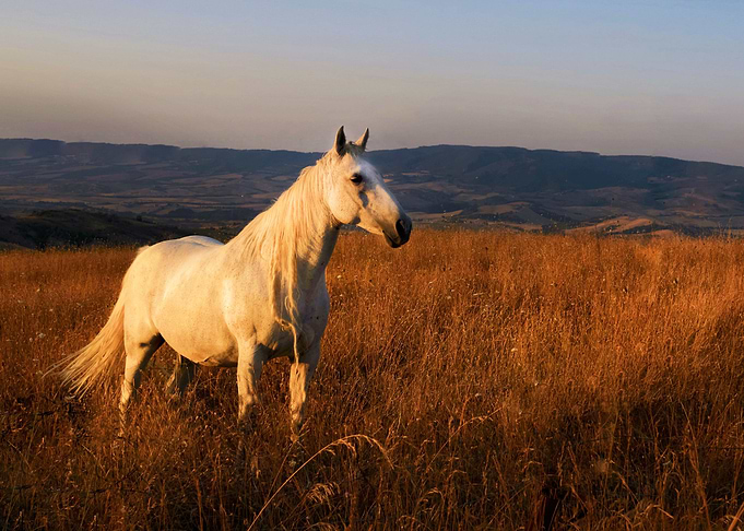 Horse