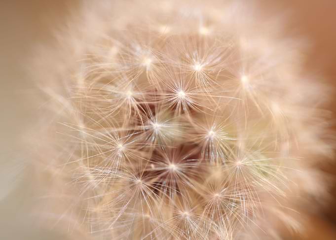 Taraxacum flower close up
