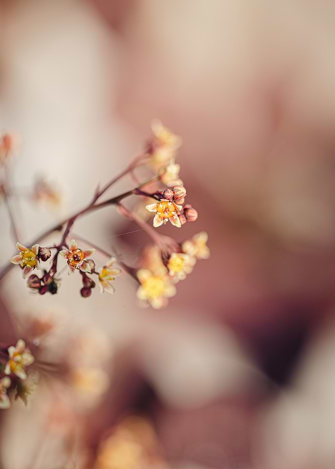 Small flower