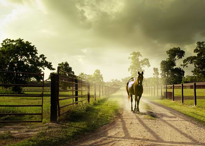 Horse