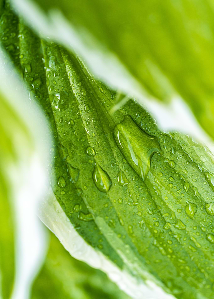 Green Leaf