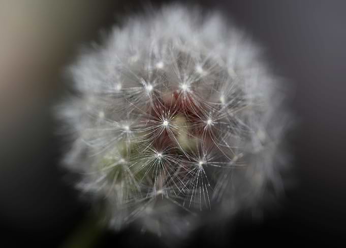 Taraxacum flower close up