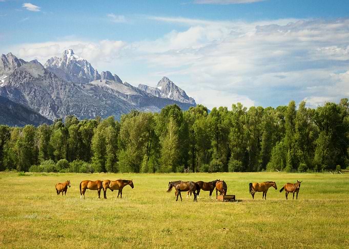 Horse