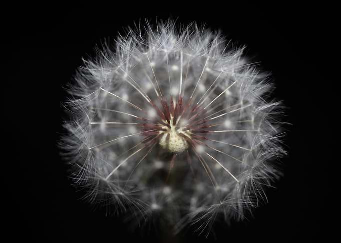 Taraxacum flower close up