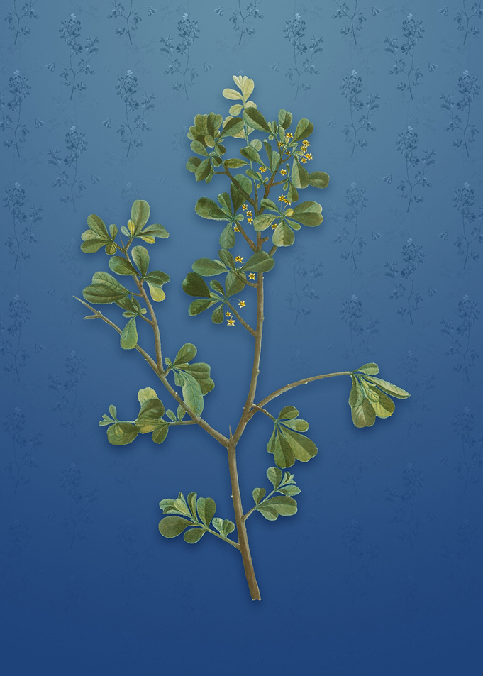Vintage European Buckthorn