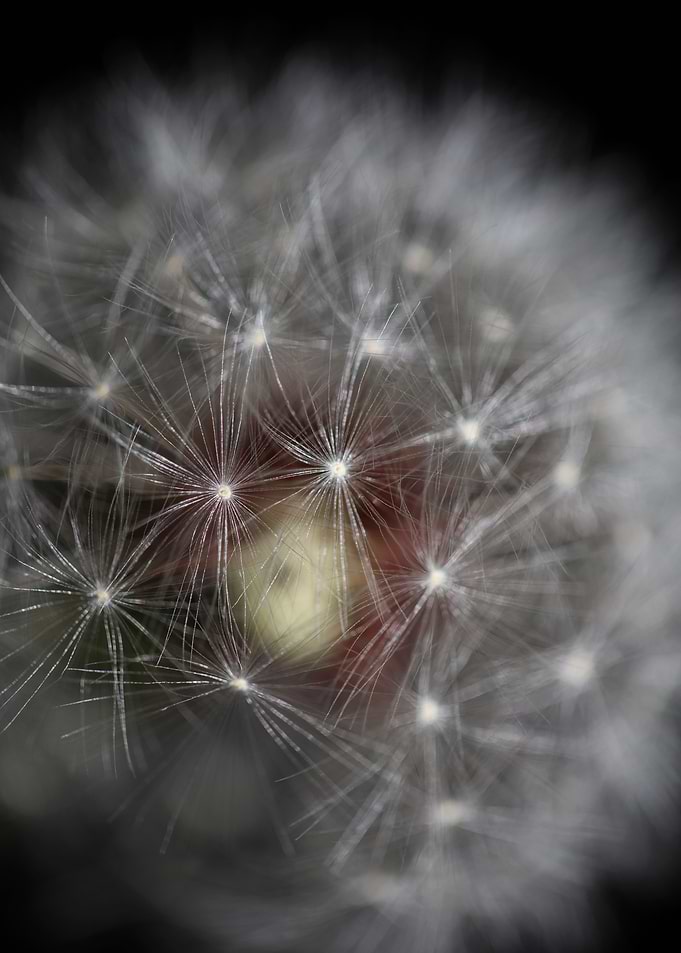 Taraxacum flower close up