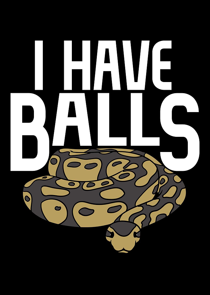 Ball Python Snake